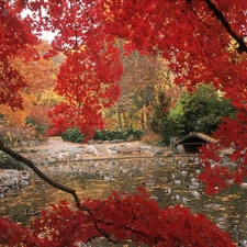 Red, trees, Park, Leaf