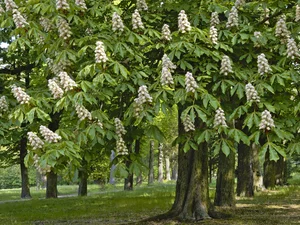 Spring, flourishing, chestnut, Park