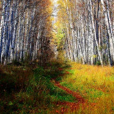 Path, forest, birch
