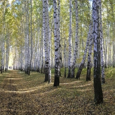 Path, birch, forest