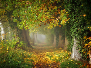 trees, viewes, Leaf, oak, Fog, forest, oak, Path