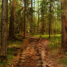 Path, forest, pine
