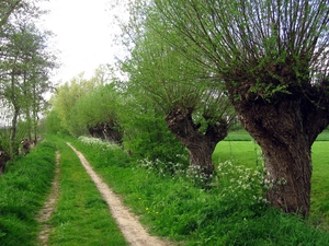 Path, willow, Way