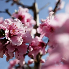 Spring, Colourfull Flowers, peach