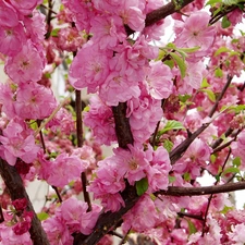 peach, flourishing, trees