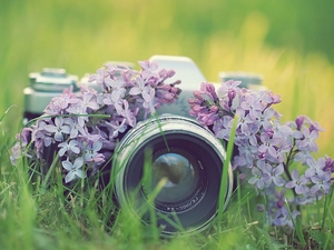 Flowers, Camera, photographic, lilac