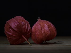 physalis, Dark Background