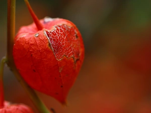 plant, physalis bloated, red hot
