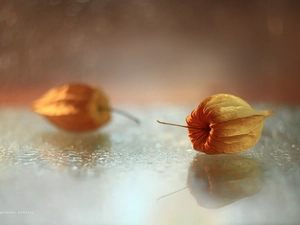 physalis bloated, Bokeh