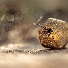 physalis bloated, Bokeh