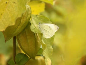 butterfly, Insect, physalis bloated, Cabbage