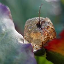 physalis bloated, plant