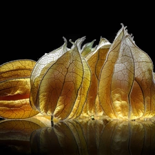 physalis