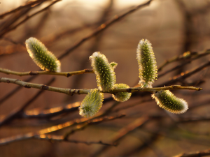 database, Willow, branch pics