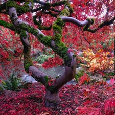 trees, mossy, branch pics, Japanese Maple