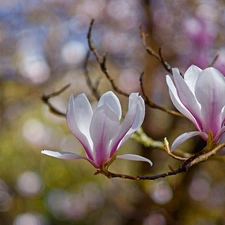 Flowers, Magnolia, pale pink, Two cars, branch pics