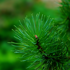 twig, needle, pine, green ones