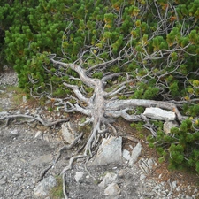 Mountain, mountain pine, pine