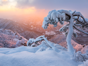 pine, winter, Mountains