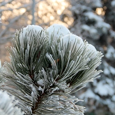 Frost, A snow-covered, pine