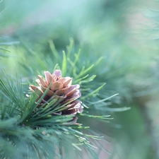 pine, cone, twig