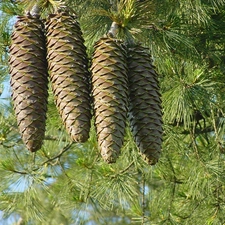 pine, cones, Twigs