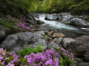 viewes, River, Azaleas, Stones, Rhododendrons, trees, forest, Pink