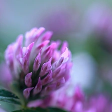 Colourfull Flowers, trefoil, Pink