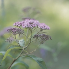 Flowers, Japanese Spirea, Pink