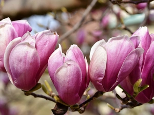 Magnolia, Flowers, rapprochement, Pink