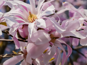 Magnolia, flakes, twig, Pink
