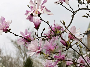 Pink, Magnolia