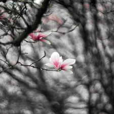 Magnolia, blur, pale pink, Flowers, branch pics