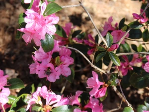 Pink, azalea, rhododendron