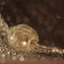 Bokeh, physalis bloated, plant