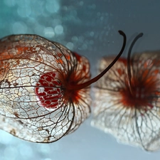 plant, Close, reflection, dry, physalis bloated