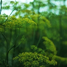dill, plant
