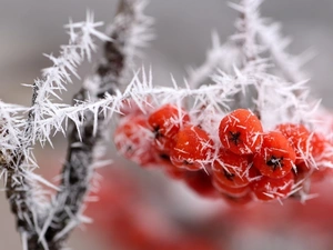 Plant, twig, frosted