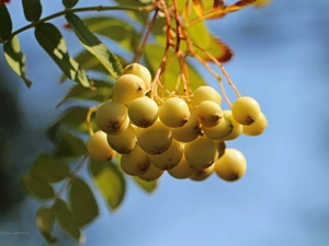 Fruits, Yellow Honda, Plant