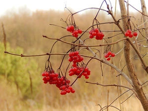 Plant, Red, Fruits