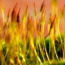 grass, Buds, Plant, Yellow