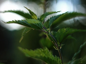 plant, nettle, Green