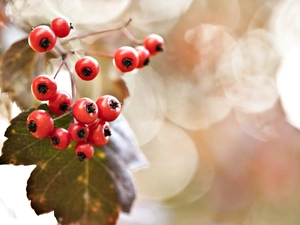 blueberries, Plant, leaves, red hot