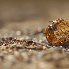 Sand, physalis bloated, plant