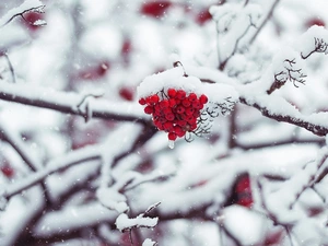Twigs, winter, Fruits, Plant, Red, snow