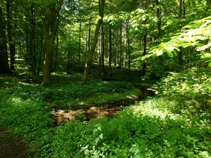 Plants, forest, brook