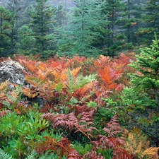 Plants, Bush, Conifers, color, green ones