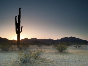 Plants, Desert, Cactus