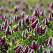 trefoil, Plants