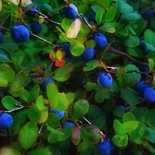 plums, trees, Leaf